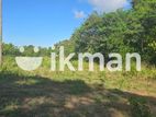 Land For Sale - දඹුල්ලෙන් ඉඩමක් විකිණීමට