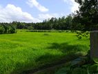 Land for Sale Facing a Beautiful Paddy Field Kadawata