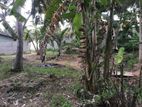 Land for Sale Thambuttegama