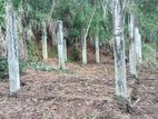 Land for Sale Hali Ela