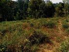 Land for Sale Bandarawela