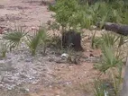 Land for Sale Batticaloa