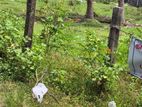 Land for Sale Batticaloa