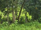 Land for Sale Pitipana