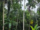 Land for Sale හංවැල්ල
