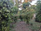 Land for Sale in Ragama