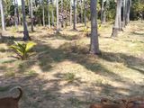 Land for Sale in Kodikam