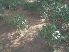 Land For Sale Bandaragama