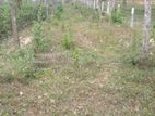 Land for Sale Kananwila
