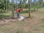 Land for Sale Kilinochi
