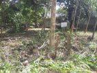 Land for Sale - Dambulla