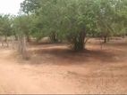 Land for Sale Katharagama