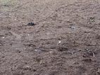 Land for Sale in Monaragala