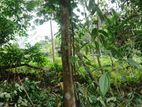 Land for Sale Kithulgala