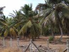 Land for Sale Puttalam