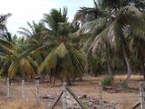 Land for Sale Puttalam