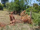 Land for Sale - Wennappuwa