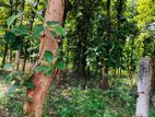 Land for Sale Embilipitiya