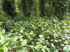 Land for Sale Kirimatithenna