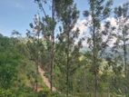 Land for Sale Galaha