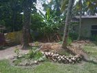 Land for Sale Gampaha