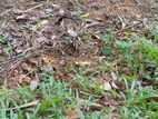 Land for Sale Gampaha