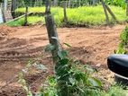 Land For Sale Gampaha