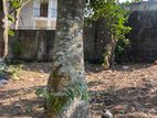 Land for Sale Gampaha
