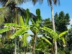 Land for Sale Gampaha