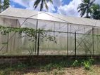 Land for Sale Green House in Kuliyapitiya