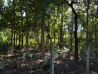 Land for Sale Habarana