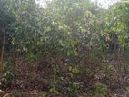 Land for Sale Hakmana