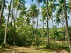 Land for Sale Hakmana