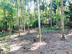 Land for Sale - Haliela