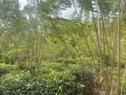Land for Sale – Handapangoda-6km To Proposed Ruwanpura Highway Entrance