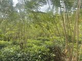 Land for Sale – Handapangoda-6km To Proposed Ruwanpura Highway Entrance