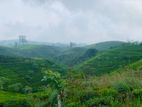 Land for Sale Hatton