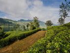 Land For Sale Hatton