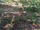 Land for Sale Hiriketiya .