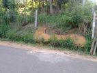 Land for Sale Hiriketiya .