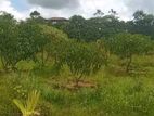 Land for Sale Homagama