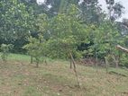 Land for Sale Homagama