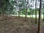 Land for Sale Horana