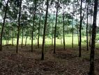 Land for Sale Horana