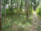 Land for Sale - Horana