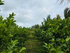 Land For Sale - House /Coconut tree 50 Nos / Appleguawa farm 1 Acre