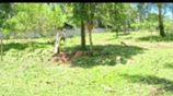 Land For Sale In Ahangama