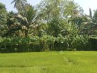 Land for Sale in Ahangama (SSPL-271)