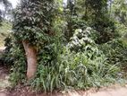 Land For Sale In Alawathugoda