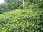 Land for Sale in Aluthgama